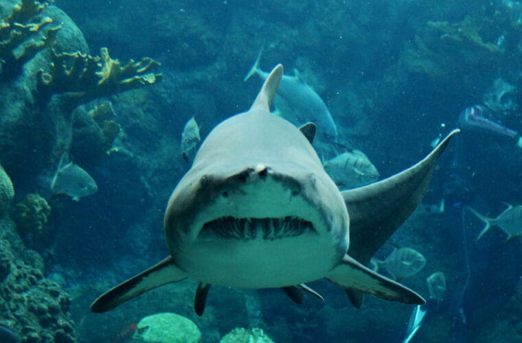 Shark